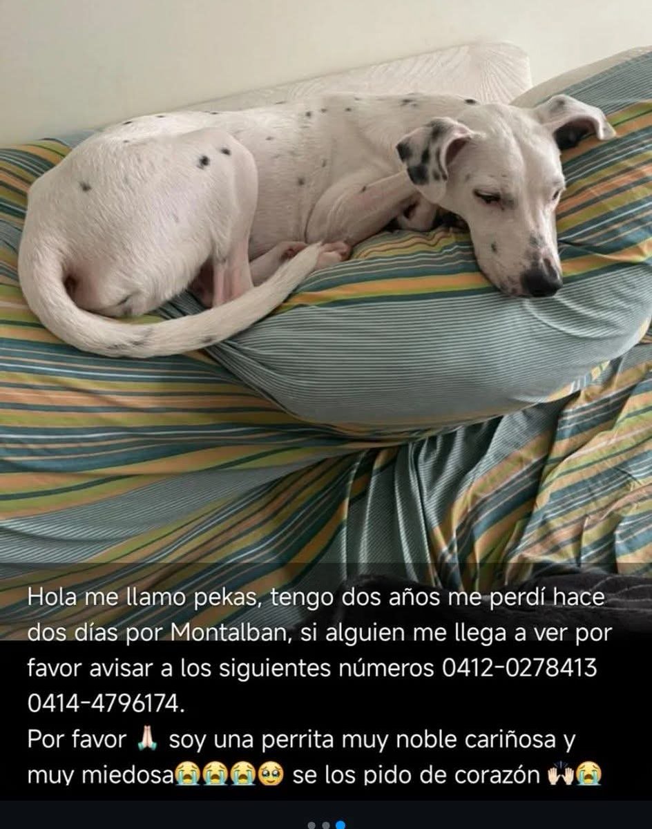 PerroUsuario's tweet photo. Su familia sigue buscando a Pekas en Montalbán Caracas https://t.co/PAGzP2NU9A