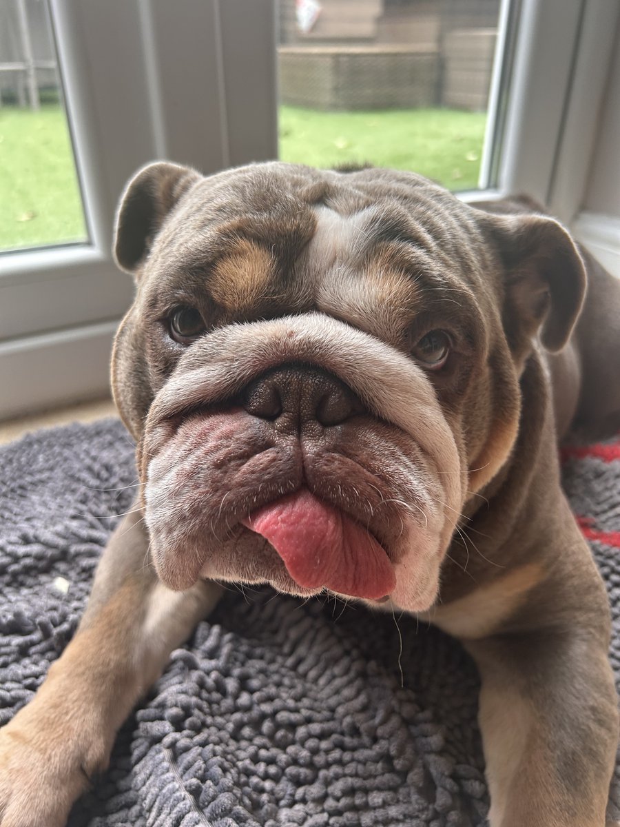 anderscott_sol's tweet image. 🐾💙National Love Your Pet Day 💙🐾

As an office full of animal lovers, we absolutely couldn’t resist sharing some of our teams’ wonderful pets. 

Can you work out which pets belong to which members of Anderson Scott 🤔

#NationalLoveYourPetDay #Pets