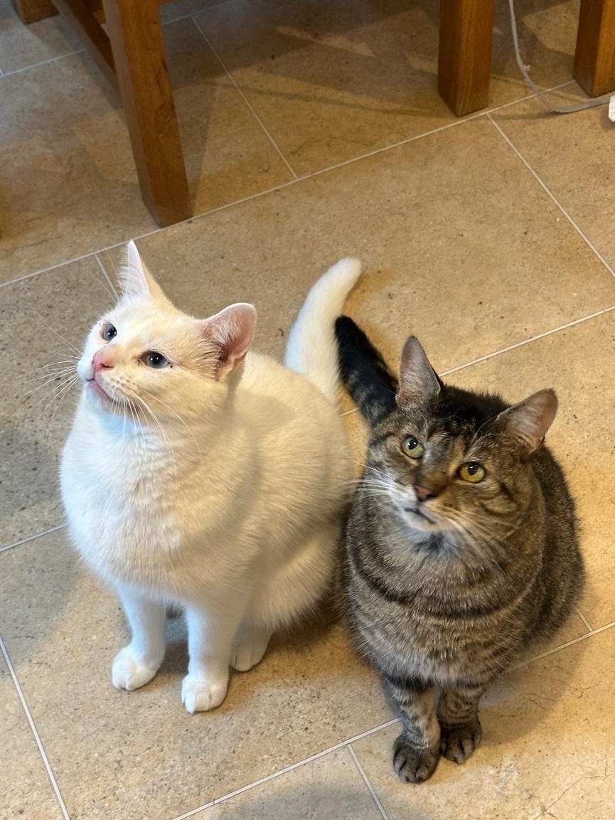 anderscott_sol's tweet image. 🐾💙National Love Your Pet Day 💙🐾

As an office full of animal lovers, we absolutely couldn’t resist sharing some of our teams’ wonderful pets. 

Can you work out which pets belong to which members of Anderson Scott 🤔

#NationalLoveYourPetDay #Pets