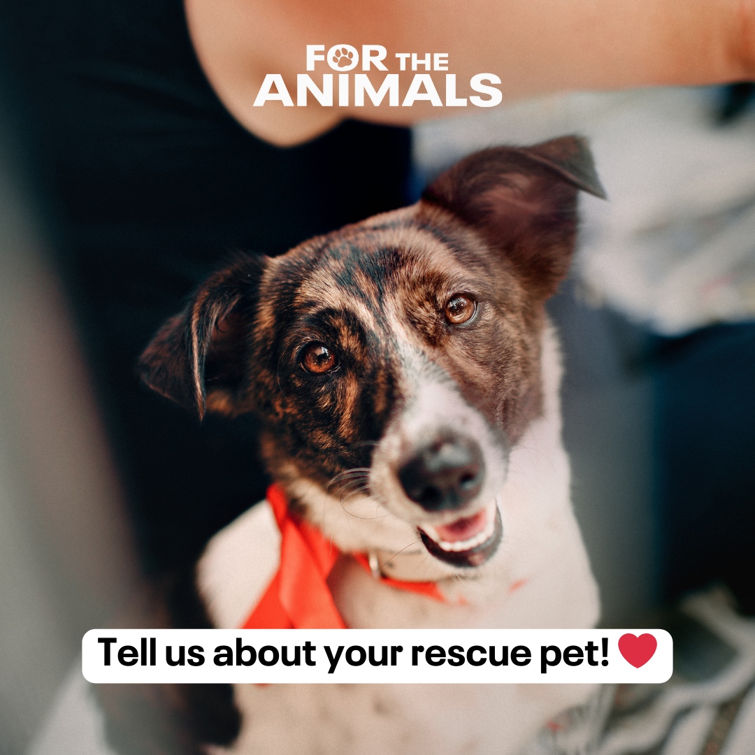 FTAMovie's tweet photo. Tell us about your rescue pet! ❤️

Did they change your life? How did you find them? Share your story with us and let’s celebrate the amazing bond between you and your furry friend!

Drop a comment below with your rescue pet’s name, story, and a pic if you’ve got one. 📸🐶🐱 https://t.co/siuGNdidwQ