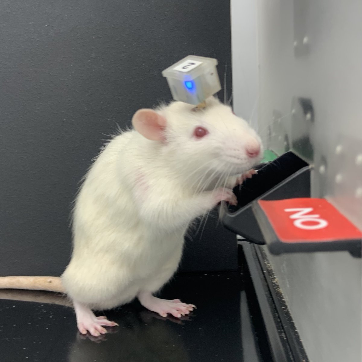 FlakyN0t17841's tweet photo. @bruca Check out $PYTHIA! 

They put AI in a rat!!! 🐁🐁🐁
@neirylab @LebedevMikhailA

Strong narrative, strong community and so much more on the way! 🔥

CreiuhfwdWCN5mJbMJtA9bBpYQrQF2tCBuZwSPWfpump https://t.co/4ZUrajnxhi