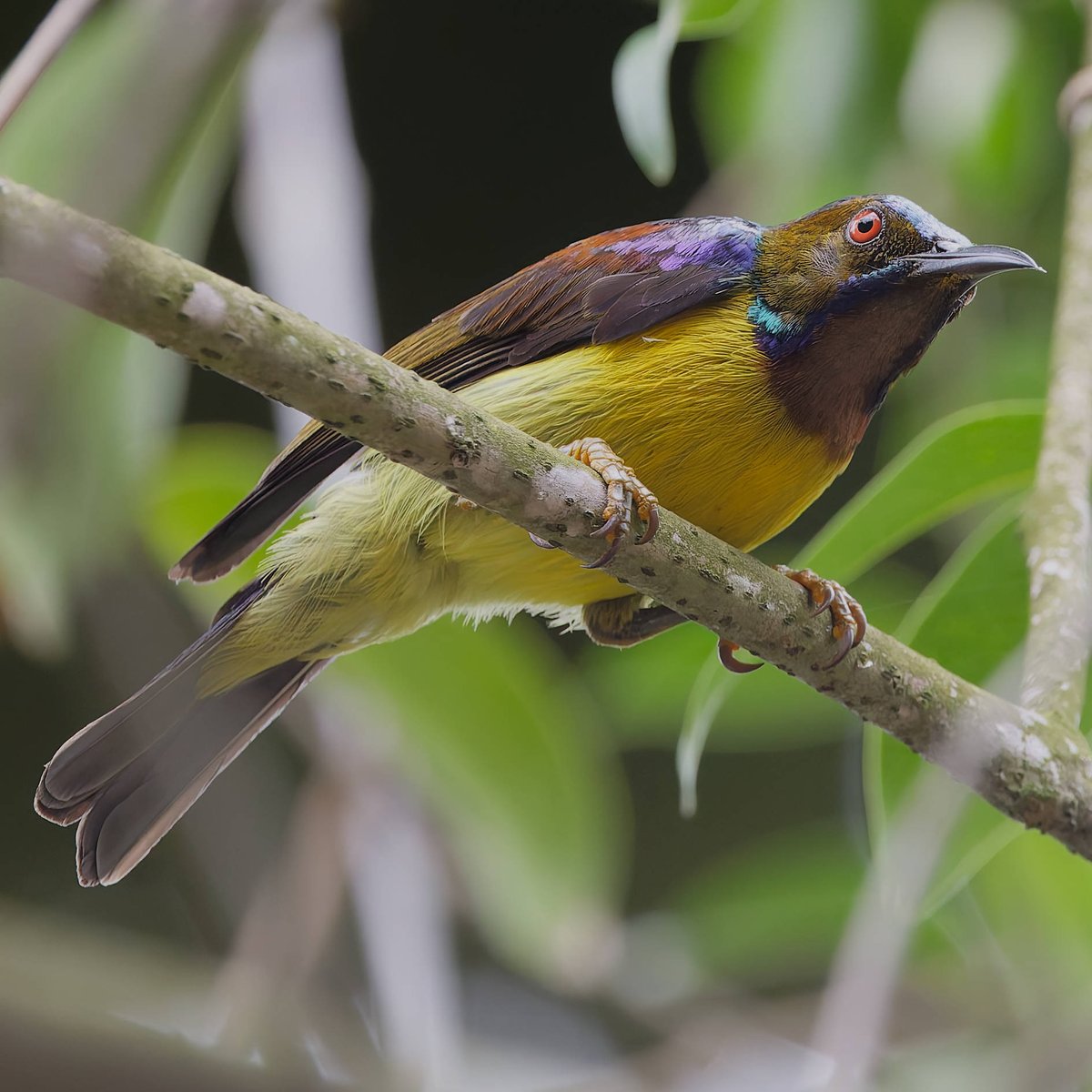 vafaned's tweet image. One gorgeous #male #sunbird, the  Brown-throated Sunbird when #birdwatching at Gardens by the Bay in #Singapore 

  #BirdsSeenIn2025 #birds #birding #birdphotography #BirdsofX #NaturePhotography
