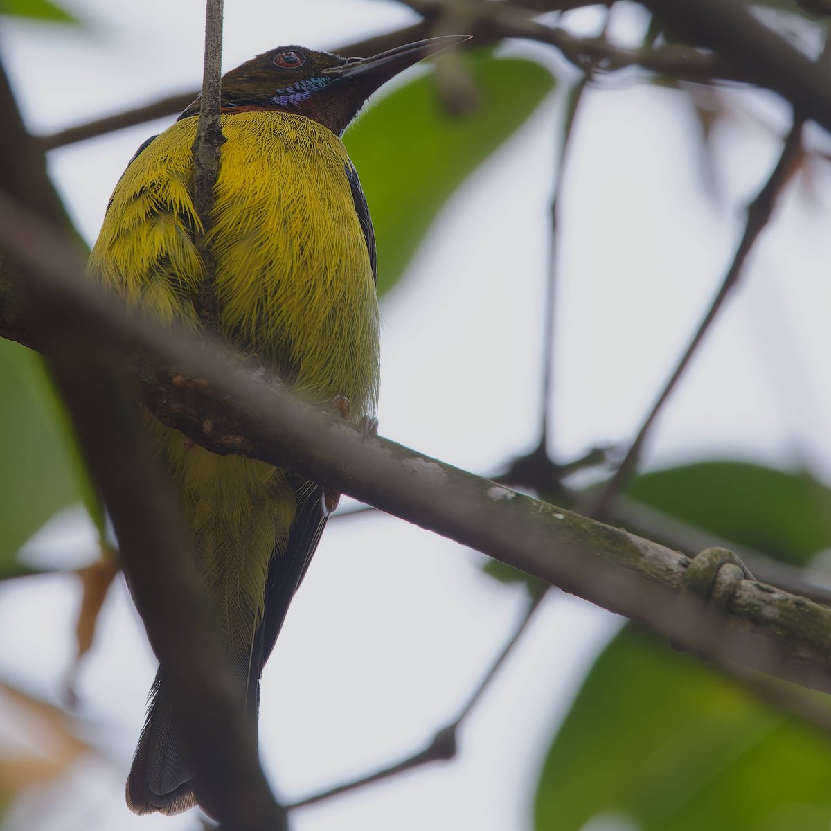 vafaned's tweet image. One gorgeous #male #sunbird, the  Brown-throated Sunbird when #birdwatching at Gardens by the Bay in #Singapore 

  #BirdsSeenIn2025 #birds #birding #birdphotography #BirdsofX #NaturePhotography