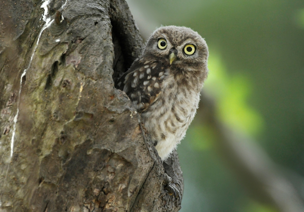 Stichting Landschapsbeheer Gelderland tweet media