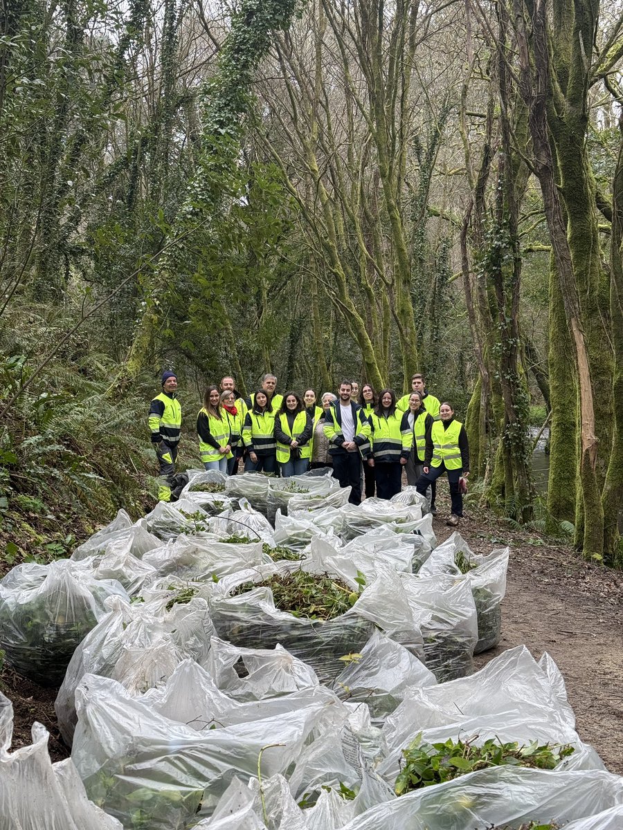 👷Persoal de Viaqua e <a href="/CETAQUA/">Cetaqua</a> #Galicia participou na xornada de voluntariado para retirar a planta invasora Tradescantia na zona do Banquete de Conxo, un mproxecto de restauración do ecosistema fluvial do río Sar impulsado polo <a href="/PazodeRaxoi/">Concello de Santiago</a>. 💧🌿