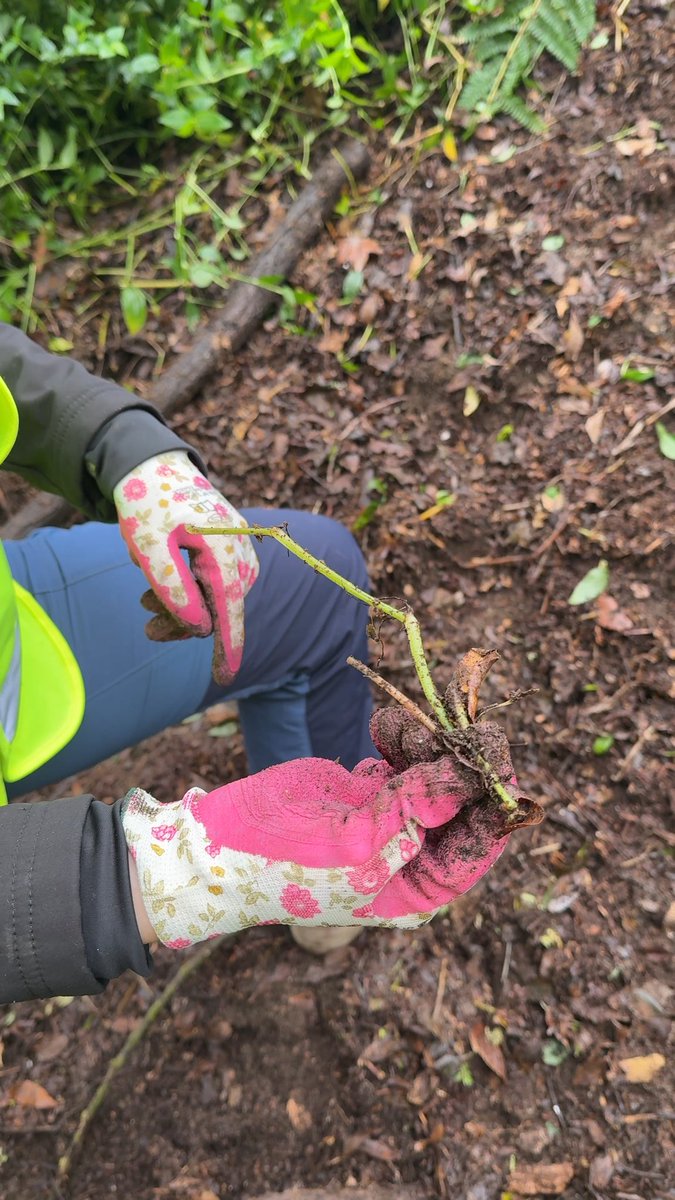 veolia_galicia's tweet photo. 👷Persoal de Viaqua e @CETAQUA #Galicia participou na xornada de voluntariado para retirar a planta invasora Tradescantia na zona do Banquete de Conxo, un mproxecto de restauración do ecosistema fluvial do río Sar impulsado polo @PazodeRaxoi. 💧🌿 https://t.co/lwAZGh7L8r