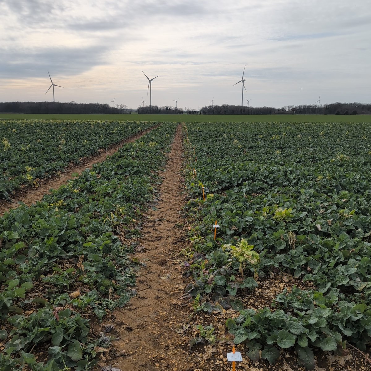 Cette après midi c'est piquetage de la plateforme colza. <a href="/FrAgriKiki/">FrAgriKiKi</a> tu veux pas me donner un coup de main?
#cequifontlesessais #colza #experimentation <a href="/Fragritwittos/">FranceAgritwittos♥️</a>