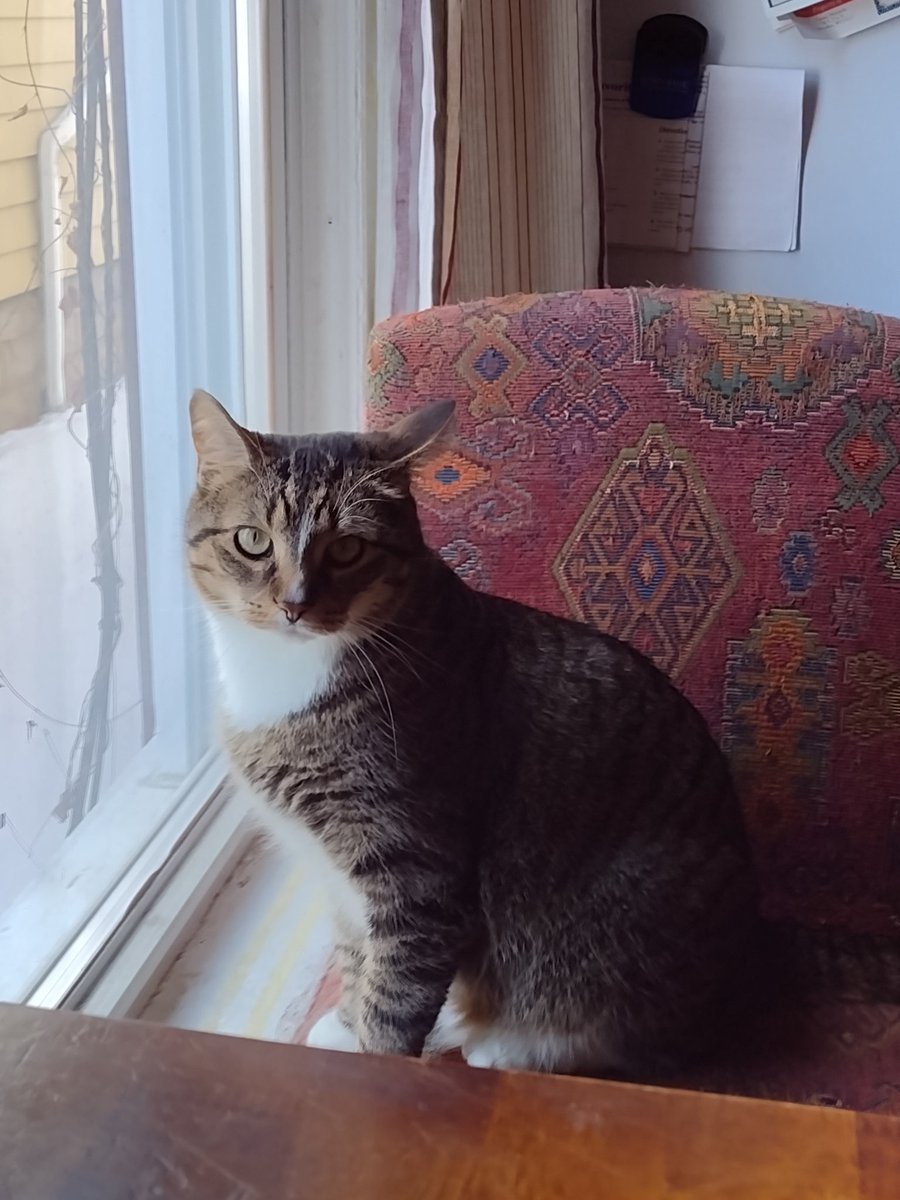 TammRock1's tweet photo. @JustinTGee another feature pet!  This is Smokey, owner is Serina. 👍🏽 https://t.co/hiqgzV1iav