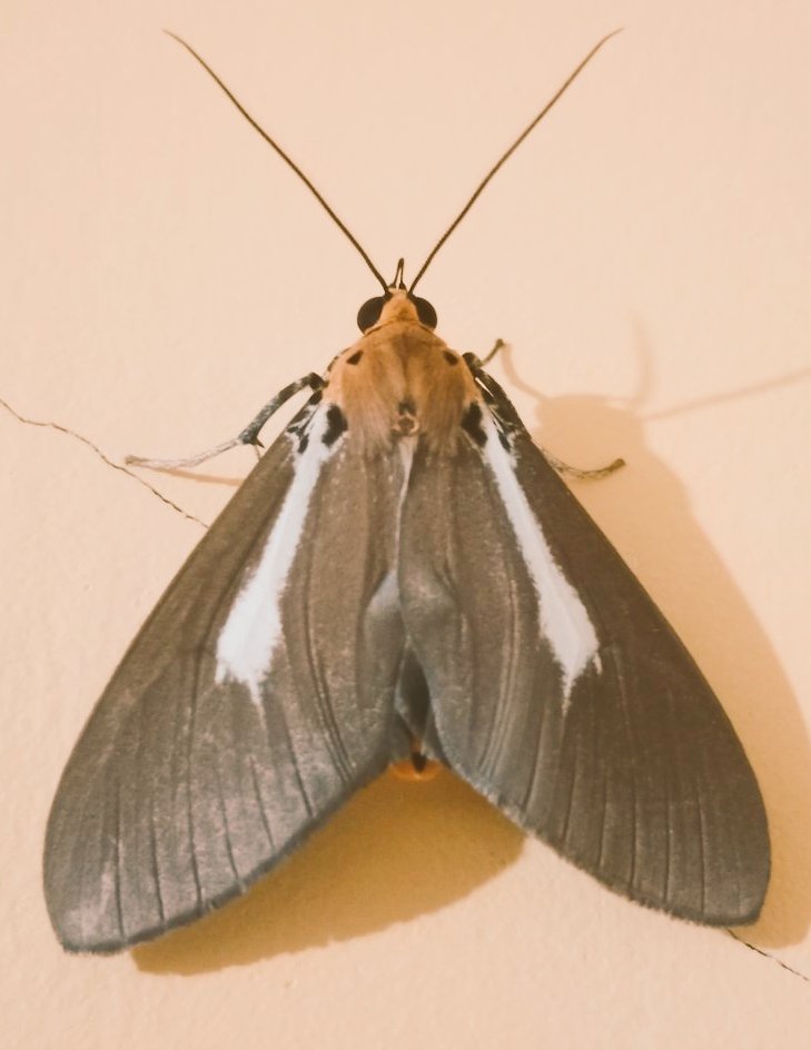 AKIMBO_888's tweet photo. #insectonthursday
#insectivore

A happiest and luckiest insect on Thursday to us all.🙏😉🍀

Stay safe wherever you are. 🙏😇🤗🙏 https://t.co/Y4GYgPKYA4