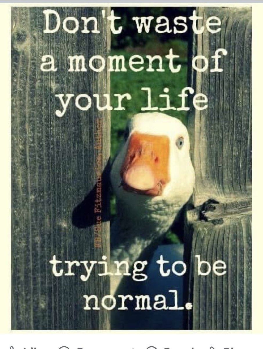 Gal22Sunshine's tweet photo. #YBNormal / Be Unique! https://t.co/MrOZHDsbmY