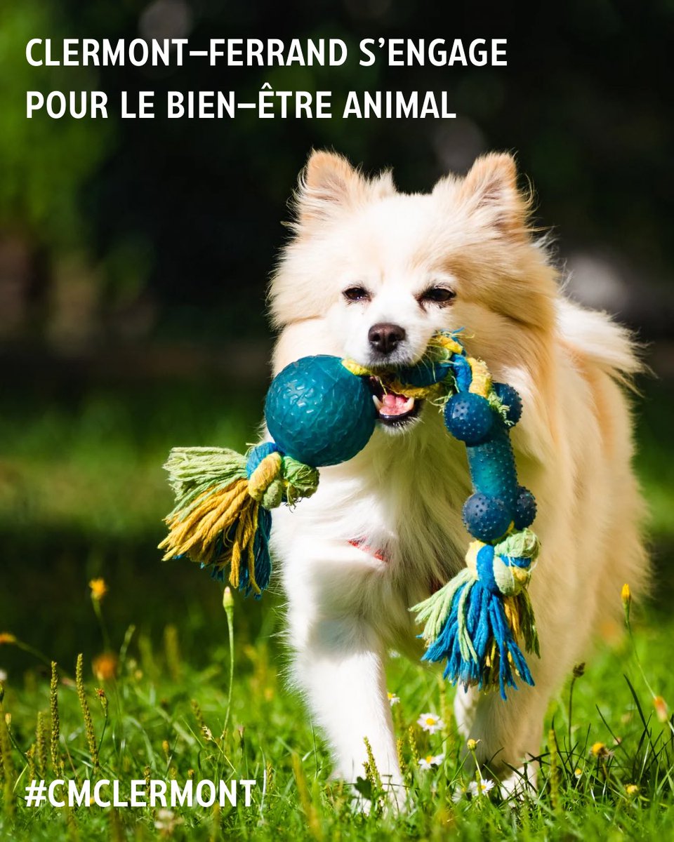 🐈 C'était un engagement : au terme de concertations entre élus, agents, spécialistes et habitants, nous adoptons notre charte de la condition animale. 

24 engagements pour veiller au bien-être animal dans les actions de la Ville de #ClermontFerrand. #CMClermont #promessetenue