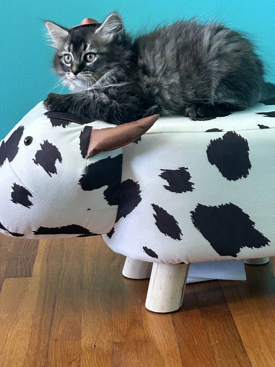 Me_as_ma's tweet image. Help, he&apos;s so baby, but he likes to hop on my work computer. Am I able to encourage him to stop? #CatTwitter