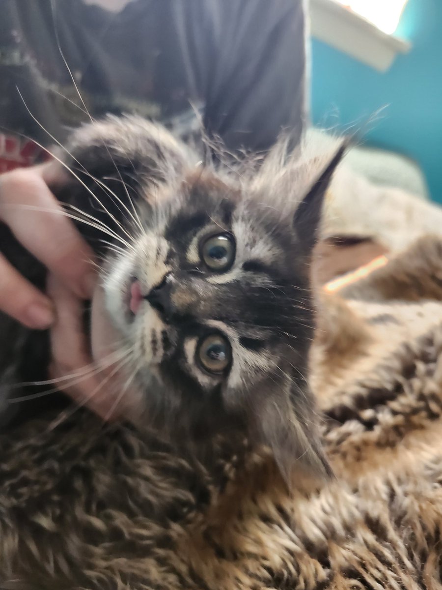 Me_as_ma's tweet image. Help, he&apos;s so baby, but he likes to hop on my work computer. Am I able to encourage him to stop? #CatTwitter