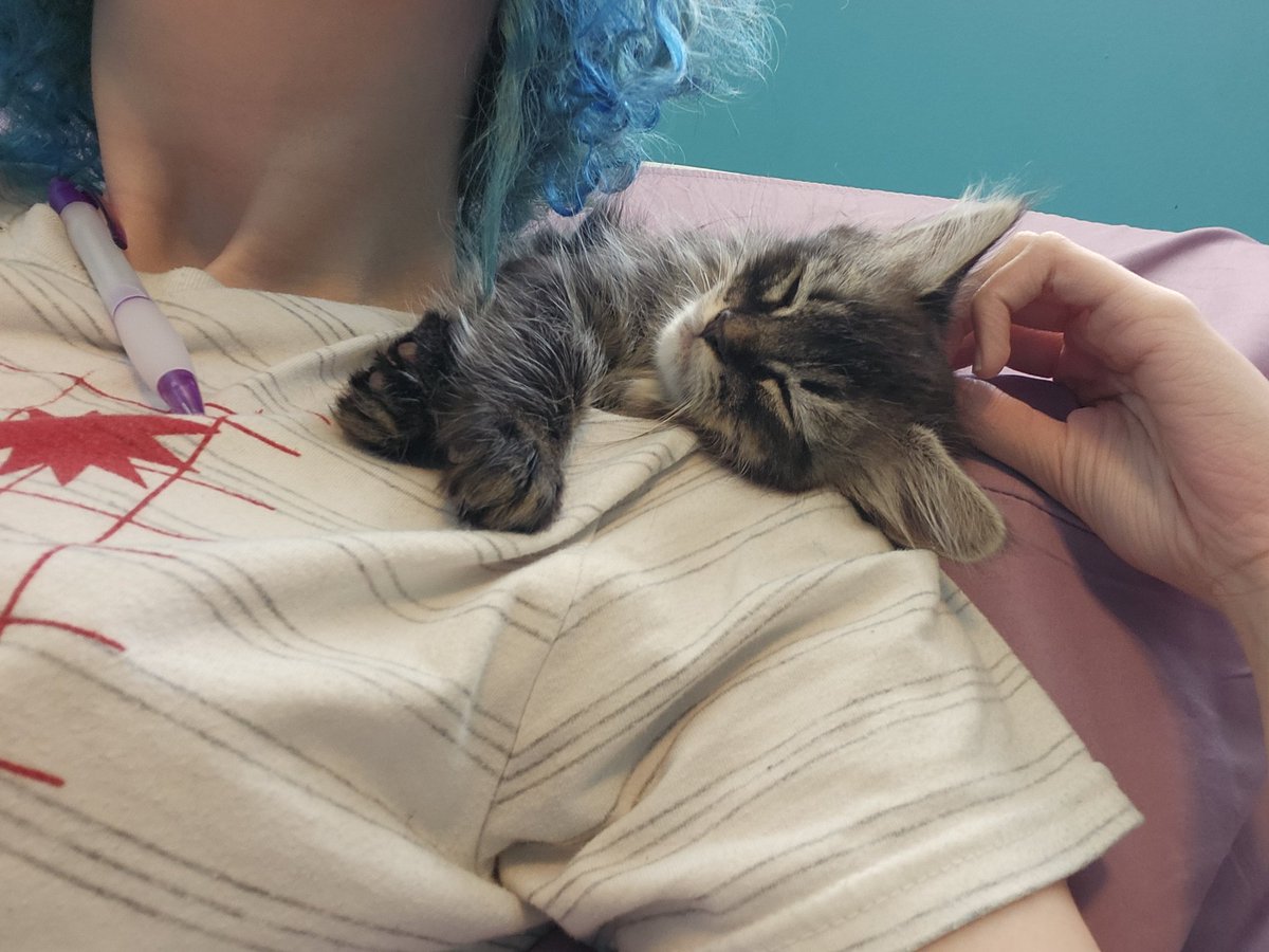 Me_as_ma's tweet image. Help, he&apos;s so baby, but he likes to hop on my work computer. Am I able to encourage him to stop? #CatTwitter