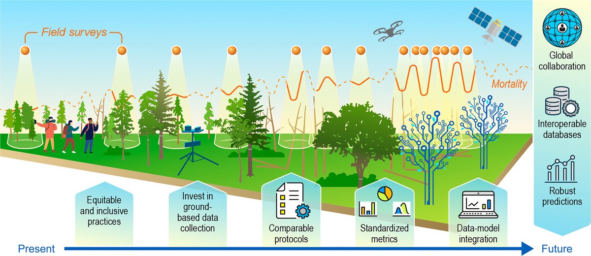 New Phytologist (@newphyt) on Twitter photo Towards a global understanding of tree mortality
A #Viewpoint from the International Tree Mortality Network
👇
📖 nph.onlinelibrary.wiley.com/doi/10.1111/np…
#LatestIssue <a href="/wileyplantsci/">Wiley Plant Science</a> Towards a global understanding of tree mortality
A #Viewpoint from the International Tree Mortality Network
👇
📖 nph.onlinelibrary.wiley.com/doi/10.1111/np…
#LatestIssue <a href="/wileyplantsci/">Wiley Plant Science</a>