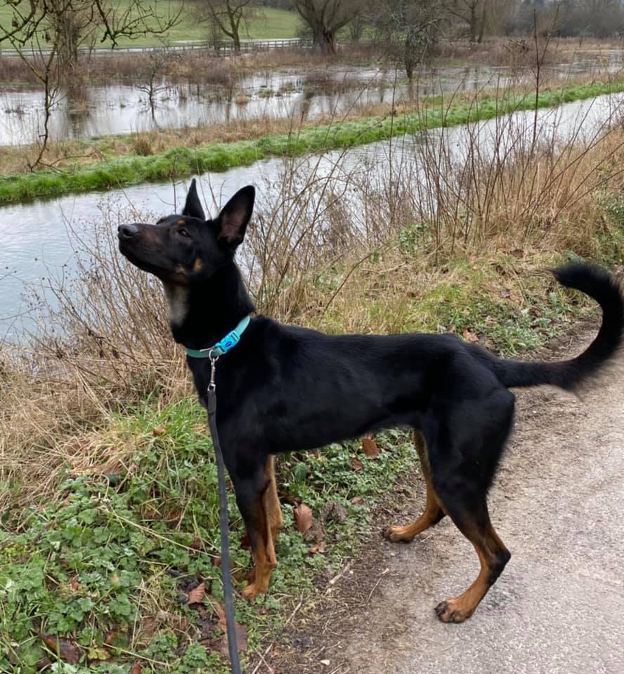 Ruby is 7yrs old and she has spent most her life with us, Ruby is a sweet but very shy girl who seeks reassurance so she will need a patient, child and pet free home please 
#dogs #germanshepherd #Essex 
gsrelite.co.uk/ruby-15/