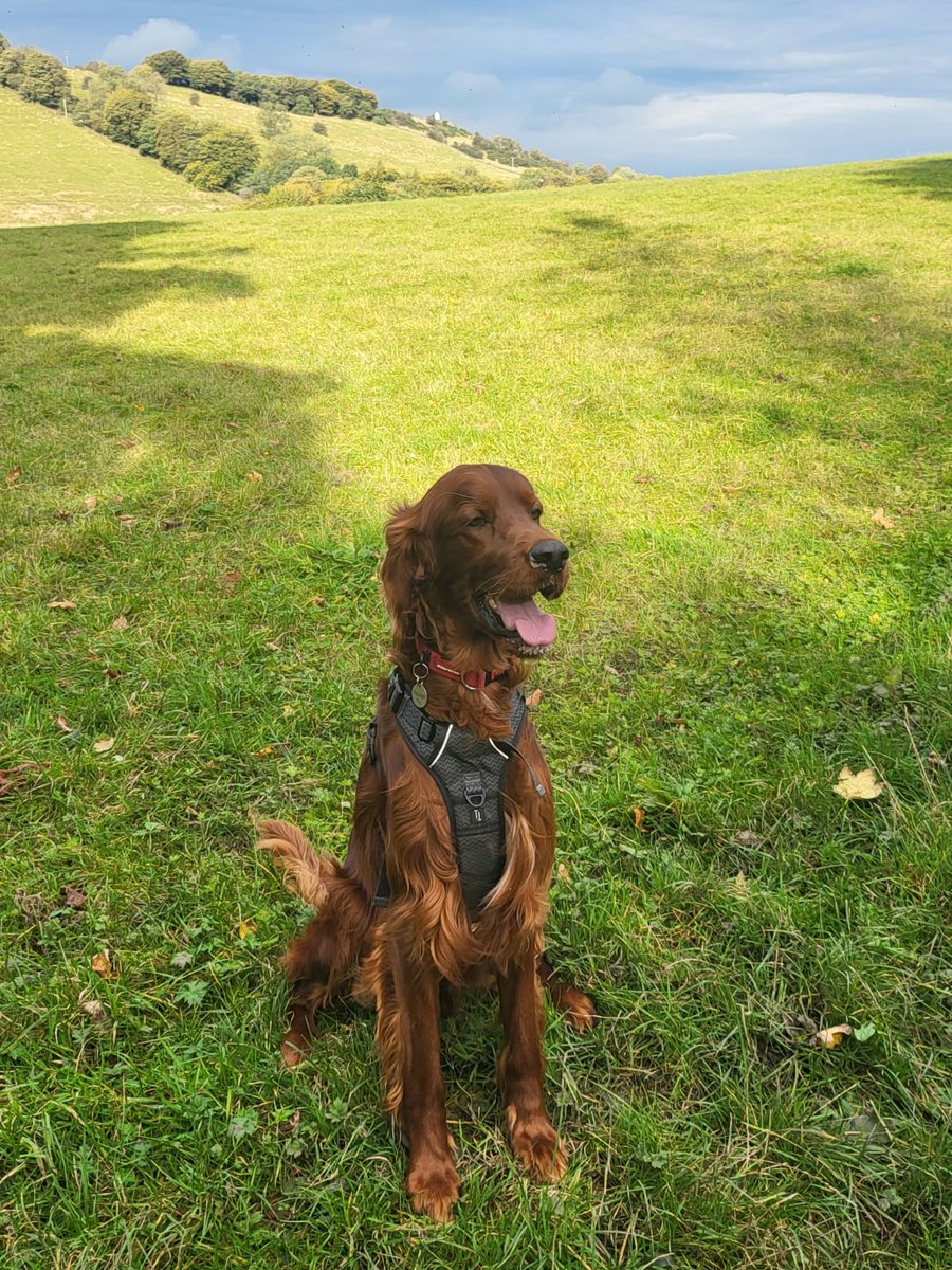 Mark1Systems's tweet photo. It's #LoveYourPetDay, so here's Mark's very handsome dog, Paddy in all his glory 😍
#Mark1systems #ISOconsultancy #ISO #ISOcertification #Titan https://t.co/wWq2Kb4lsM