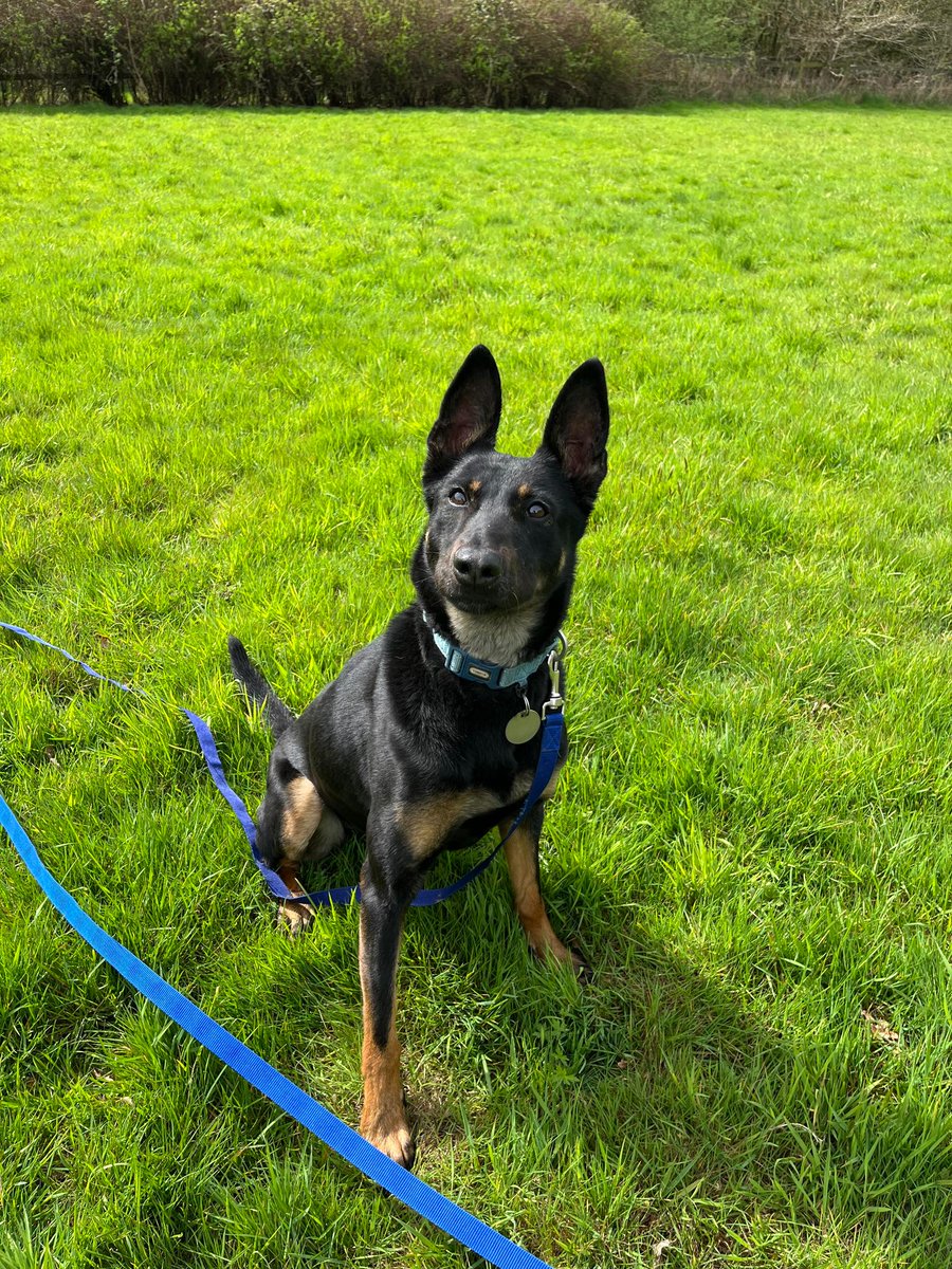 gsrescueelite's tweet photo. Ruby is 7yrs old and she has spent most her life with us, Ruby is a sweet but very shy girl who seeks reassurance so she will need a patient, child and pet free home please 
#dogs #germanshepherd #Essex 
https://t.co/ZhEUArEo6L https://t.co/9UFG6Zamxg
