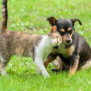 Dettsforpets's tweet image. Introducing interactive toys can encourage cooperative play between pets, helping to build positive interactions and strengthen their bond. A little shared fun goes a long way!

 #DettsForPets #DogAndCatFriends 
#PetBonding #PlayfulPets #FurryCompanions #CuteAndCuddly