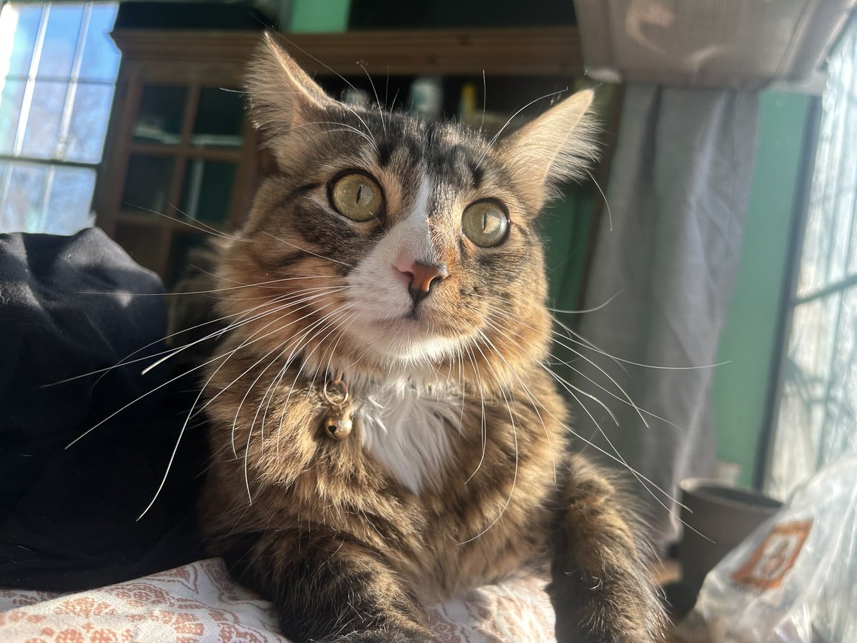 PrinceFinn23038's tweet photo. Do you like my whiskers? 🐱 

#Caturday #CatsOfX #CatsOfTwitter https://t.co/PemxjM4ILk
