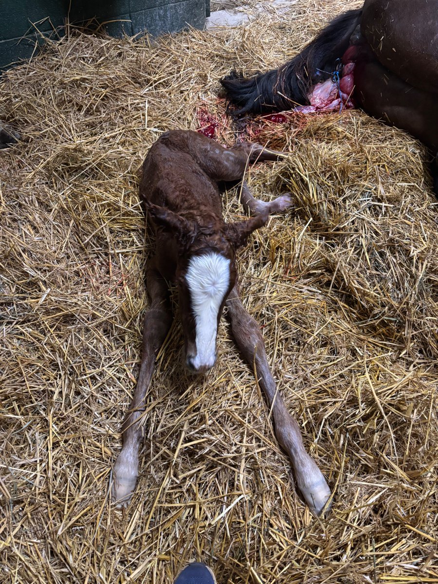 MachmerHall's tweet image. Love this darling filly by Two Phil’s born last night to stakes placed maiden, Hailey’s Melody @WinStarFarm @WinStarCEO @Liamontheloose @craigbrogden so so darling!!!
