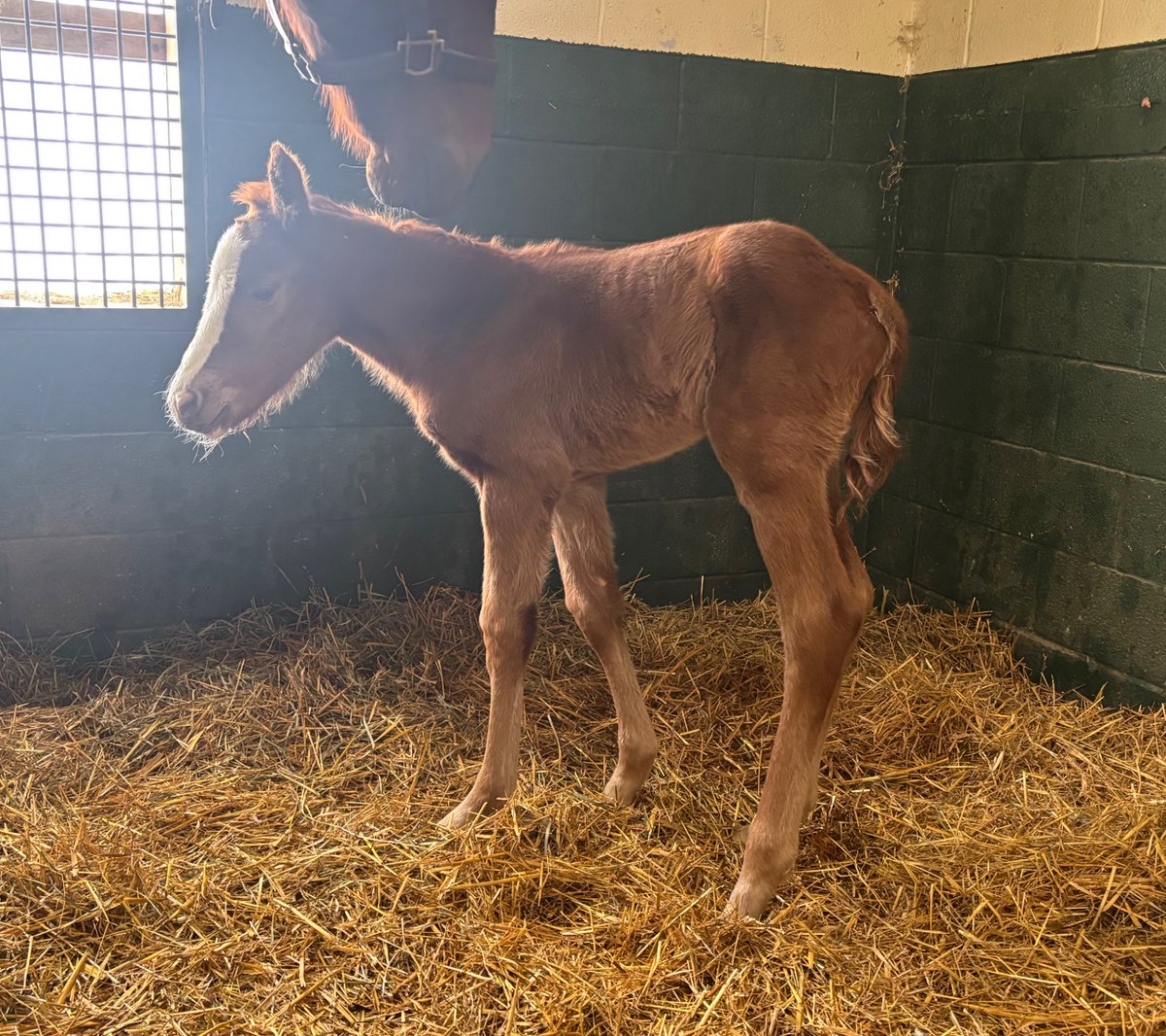 MachmerHall's tweet image. Love this darling filly by Two Phil’s born last night to stakes placed maiden, Hailey’s Melody @WinStarFarm @WinStarCEO @Liamontheloose @craigbrogden so so darling!!!