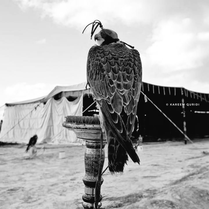 نا للعيب ماشيعت عيني
لا عابيت منطوق الهبال

ياما ريت من عازة اسنيني 
 مامن عيب دسته بالنعال