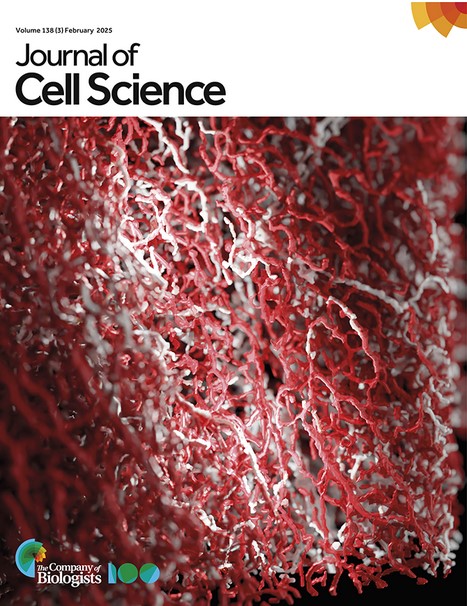 Schweiger_lab (@martinas_lab) on Twitter photo Our article has been selected to provide the Cover image in the Journal of Cell Science! The beauty of the network of nerves and vasculature in adipose tissue. <a href="/sfb_immunomet/">SFB Immunometabolism</a> <a href="/rau_thomas/">Thomas Rau</a> <a href="/UniGraz/">Uni Graz/University of Graz</a> Our article has been selected to provide the Cover image in the Journal of Cell Science! The beauty of the network of nerves and vasculature in adipose tissue. <a href="/sfb_immunomet/">SFB Immunometabolism</a> <a href="/rau_thomas/">Thomas Rau</a> <a href="/UniGraz/">Uni Graz/University of Graz</a>