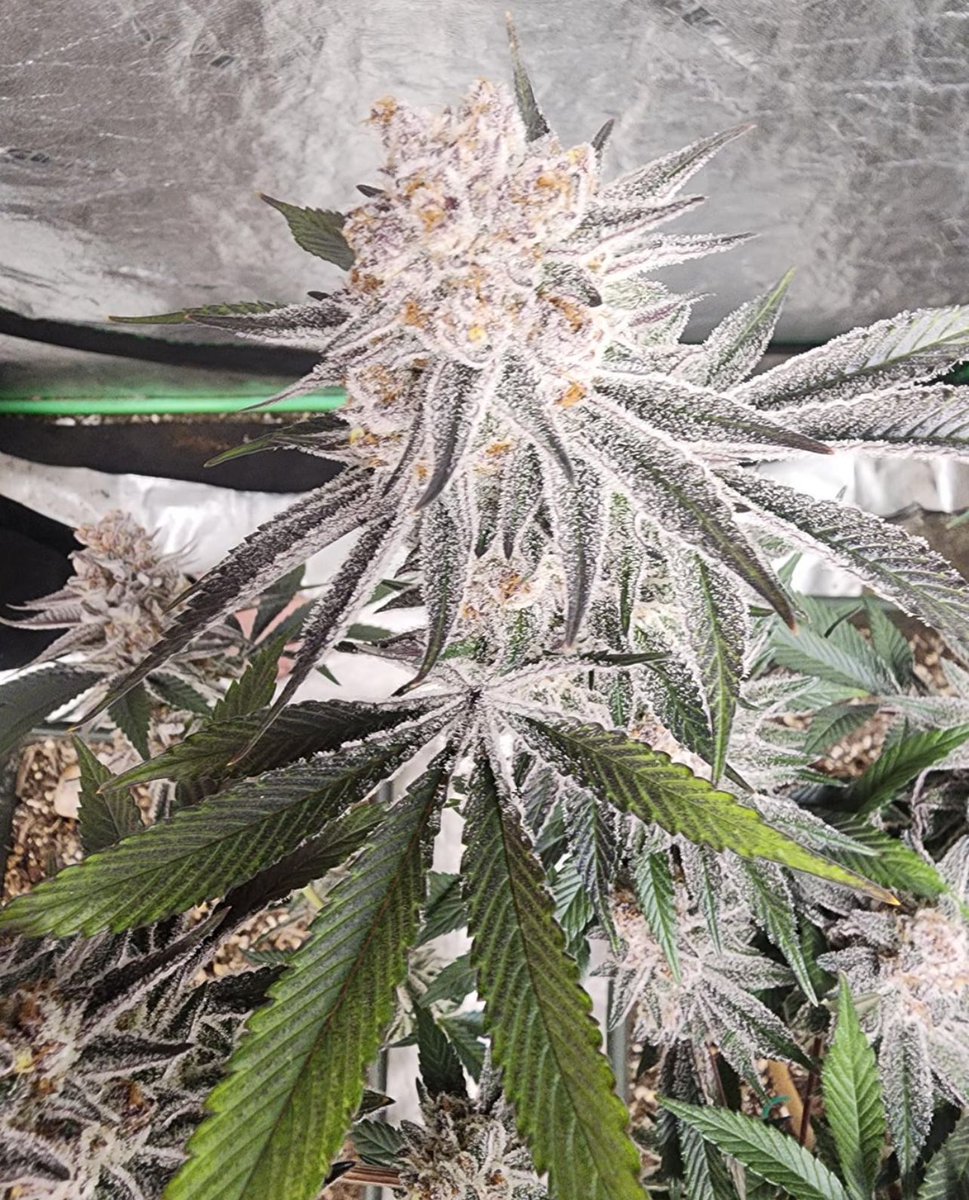 UprootCannabis's tweet photo. 📸 Super Buff Cherry 🍒 https://t.co/rBMEj629oq