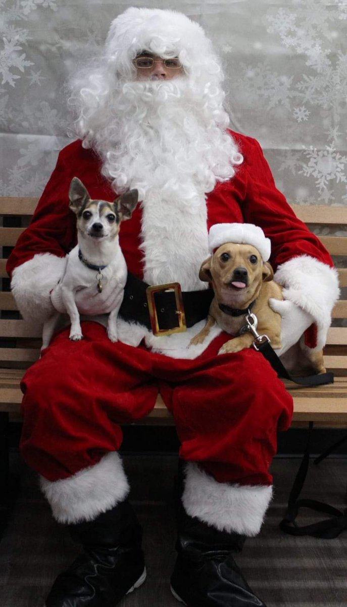 smitty0924's tweet photo. @AlexHolleyFOX29 @KarenFox29 @FOX29philly Chip Kelly (rescue from Philia) and Deuce Staley (rescue from Brandywine SPCA) 🦅💚 https://t.co/oI0ANAhTeA