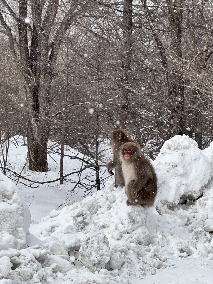 X放置しすぎ😂
秋から冬に時飛ばしっ
🍁→☃️
#日光　#冬景色