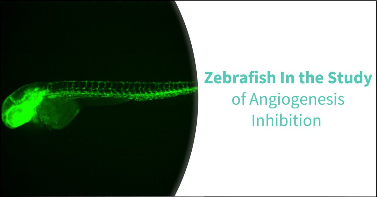 Biobide, Your Zebrafish Partner tweet media