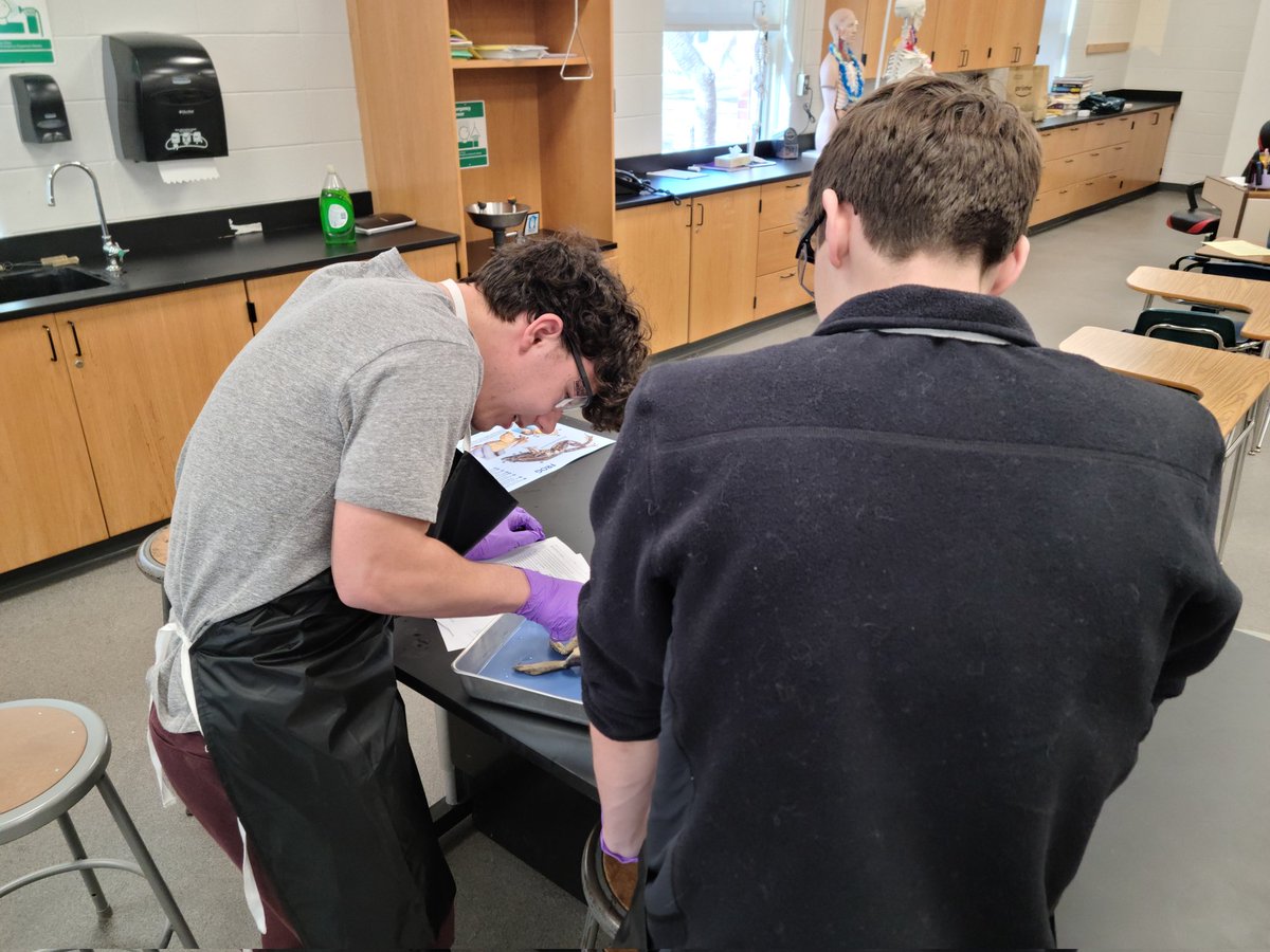 RFH STEM (@rfh_stem) on Twitter photo It starts...Mr. Margolis' Anatomy & Physiology students begin their first dissection of the year. <a href="/RFH_Regional/">Rumson-Fair Haven</a> <a href="/RFHCurriculum/">Sarah Fitzgerald</a> It starts...Mr. Margolis' Anatomy & Physiology students begin their first dissection of the year. <a href="/RFH_Regional/">Rumson-Fair Haven</a> <a href="/RFHCurriculum/">Sarah Fitzgerald</a>