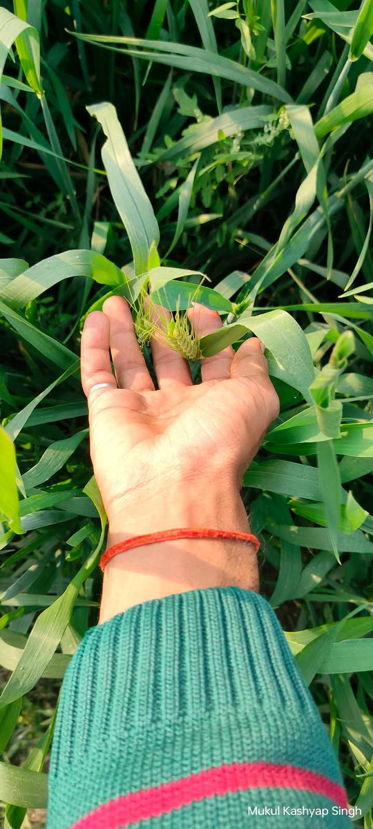 आदमी चाहता है कोई उसका हाथ पकड़े

लेकिन हर कोई उसकी नस पकड़ना चाहता है l