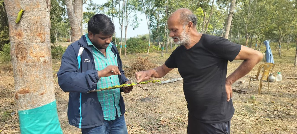 Central Silk Board, MESSO Guwahati, Assam (@mssosilk) on Twitter photo Veteran Muga farmer Shri Bultan Borah of Khuluguri, Bihpuria, Lakhimpur, registered farmer under CSB P3 Narayanpur, Assam expecting a good harvest with ERR=64%; quality DFLs from P4 Mendipathar,Meghalaya is paving way for success in Jarua rearing. <a href="/csbmot/">Central Silk Board Ministry of Textiles</a> <a href="/TexMinIndia/">Ministry of Textiles</a> Veteran Muga farmer Shri Bultan Borah of Khuluguri, Bihpuria, Lakhimpur, registered farmer under CSB P3 Narayanpur, Assam expecting a good harvest with ERR=64%; quality DFLs from P4 Mendipathar,Meghalaya is paving way for success in Jarua rearing. <a href="/csbmot/">Central Silk Board Ministry of Textiles</a> <a href="/TexMinIndia/">Ministry of Textiles</a>