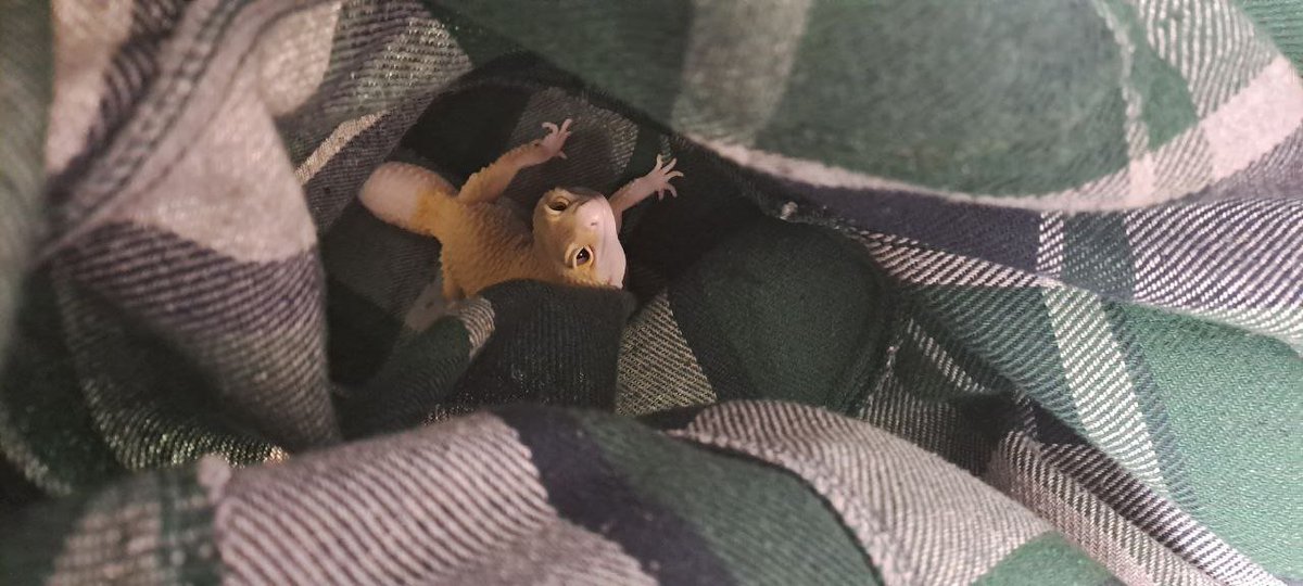 Tafedro Fiamniel or or just Tafima. 💜

#Tafima #Eublepharis