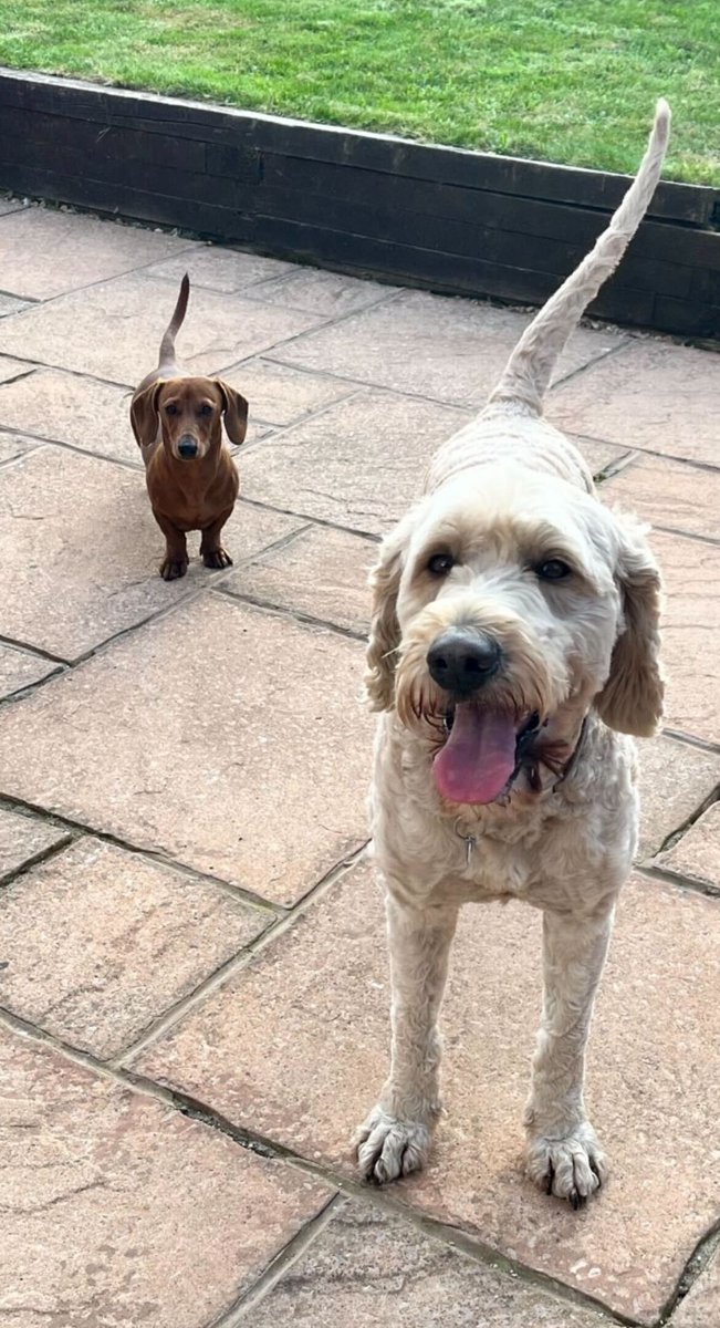 HoodSeating's tweet photo. We couldn't let this one pass without a bark—it's Love Your Pet Day! 🐾❤️

We're beyond lucky to have these two furry MVPs brighten our office every day. From tail wags to zoomies, they bring joy, laughter, and the occasional stolen snack! 🐶✨

They’re not just office dogs https://t.co/qAikxfQkNS