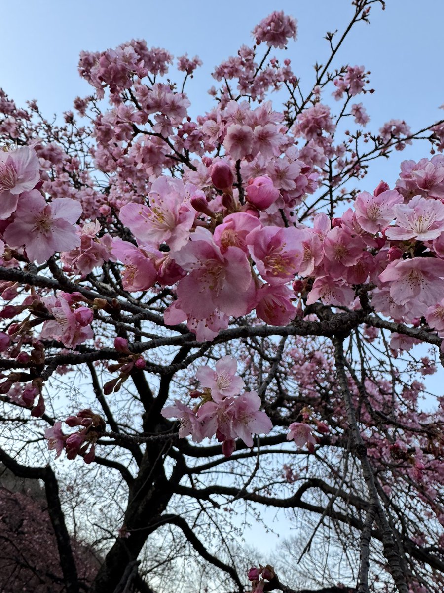 clumsylassie's tweet photo. Another year of visit to Japan 😌 nasa himpapawid ka palang winewelcome kana ni Fuji-san. Thank you Lord 🩵

#mtfuji #cherryblossoms #sakura #ramen #japantravel #winter #meijishrine https://t.co/k3zPSsX7Ur