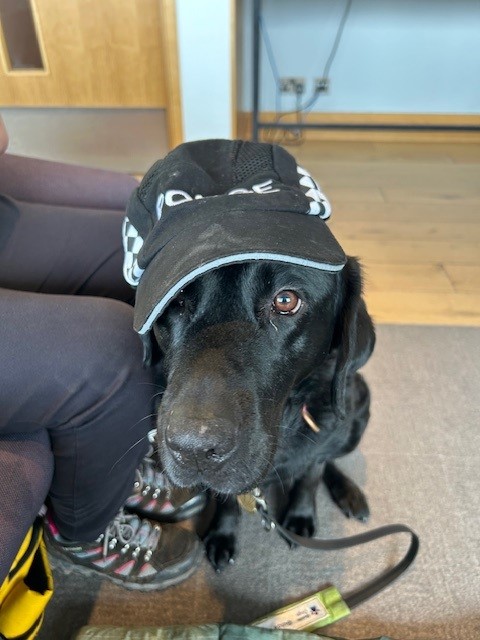 PSOSbpc's tweet image. Today BPC Officers had the pleasure of meeting Grace, a working guide dog who along with her owners visited @ABZ_Airport from London on a @British_Airways flight. Grace is clearly weighing up her secondary employment options as a Pilot ✈️ or Police Dog 🚔
#KeepingPeopleSafe