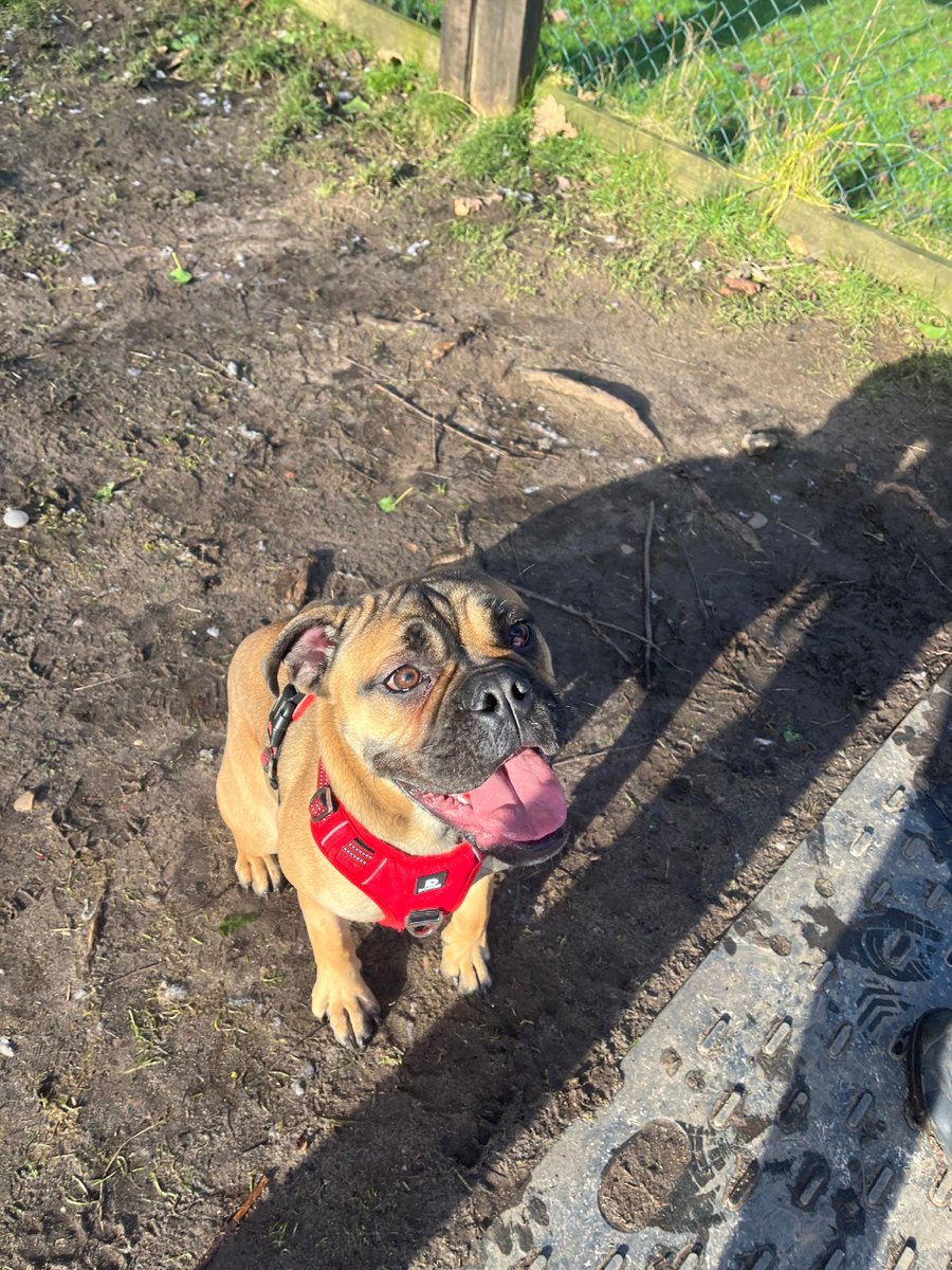 Meet Ruby!  

I’m a fun-loving, energetic girl who adores people and other dogs! I get super excited and love to play, though I can be a bit much sometimes. I’m clever and know some tricks, but I need help with lead training and manners. If you’re ready for adventure, you can ...