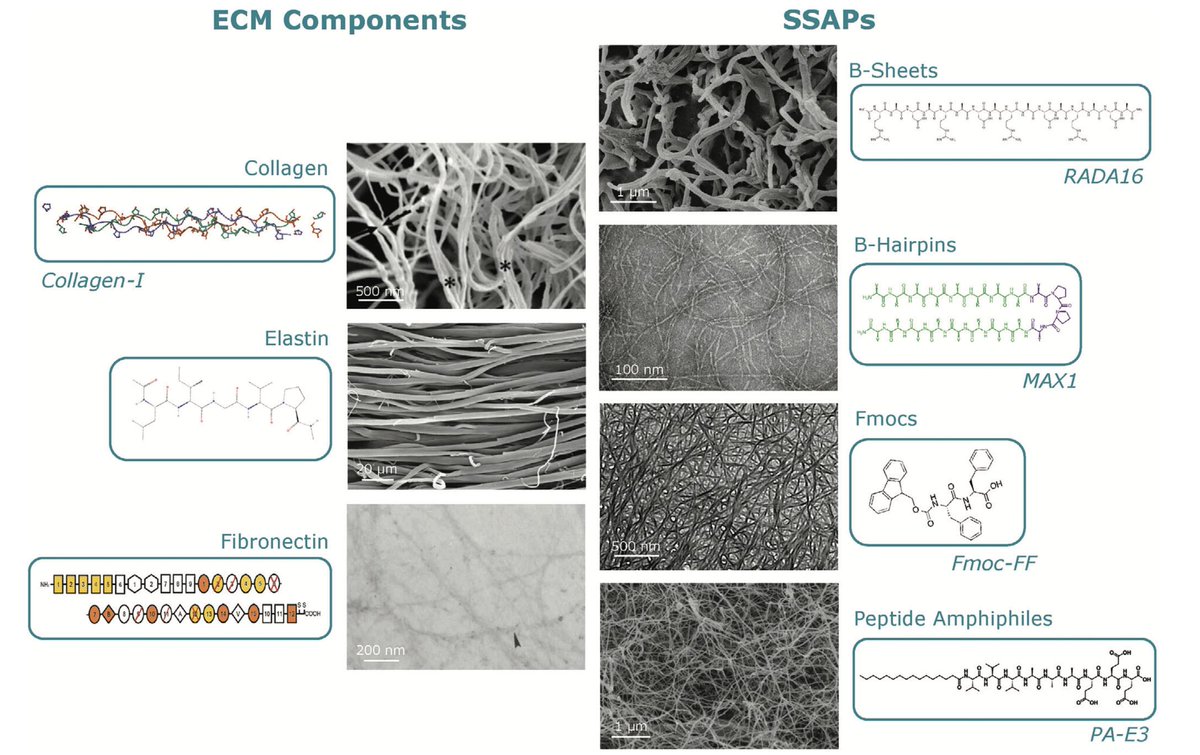 The Mata Lab (@mata_lab) on Twitter photo Check out Alex's review comparing mech properties of fibrous ECM components and self-assembling peptide nanofibres. An effort to contribute towards the rational design of tissue engineered matrices. <a href="/AOCMF_BOOST/">AOCMF_BOOST</a> <a href="/NottmBRCMSIR/">Nottm NIHR BRC MSK Surgery Inflammation & Recovery</a> <a href="/UKRMP_Smart/">Smart Materials Hub</a> <a href="/UoN_RMCT/">UoN RMCT</a> @UoN_BDI <a href="/UoN_SoE/">Engineering UoN</a> <a href="/philmw/">Phil Williams</a> Check out Alex's review comparing mech properties of fibrous ECM components and self-assembling peptide nanofibres. An effort to contribute towards the rational design of tissue engineered matrices. <a href="/AOCMF_BOOST/">AOCMF_BOOST</a> <a href="/NottmBRCMSIR/">Nottm NIHR BRC MSK Surgery Inflammation & Recovery</a> <a href="/UKRMP_Smart/">Smart Materials Hub</a> <a href="/UoN_RMCT/">UoN RMCT</a> @UoN_BDI <a href="/UoN_SoE/">Engineering UoN</a> <a href="/philmw/">Phil Williams</a>