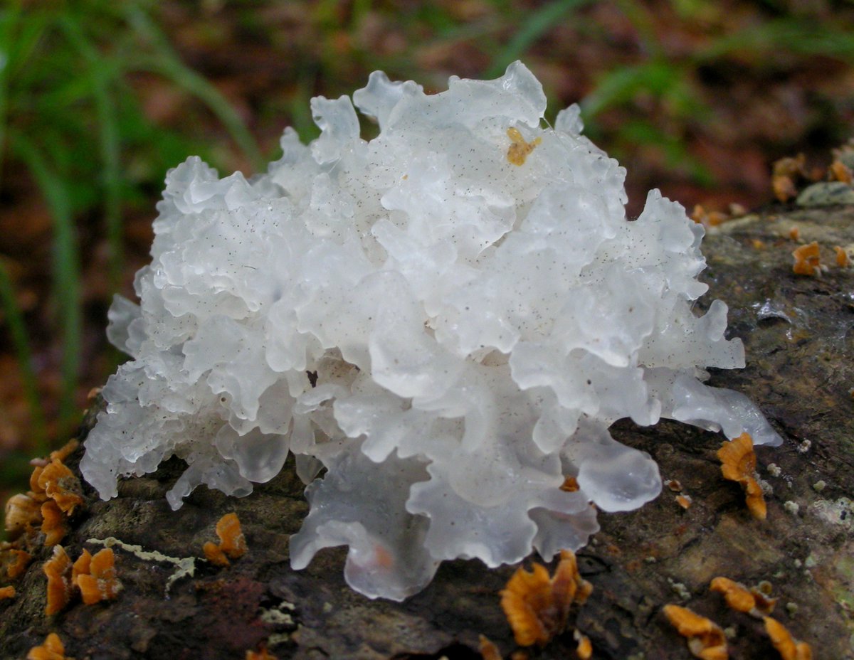 fearless_clique's tweet photo. I just ordered: Tremella fuciformis aka „White Fungus“ oder „Snow Fungus“
 
The fungi helps protect your skin against aging.

My idea is to build a small-scale mushroom farm. https://t.co/h8uwWcOjl7