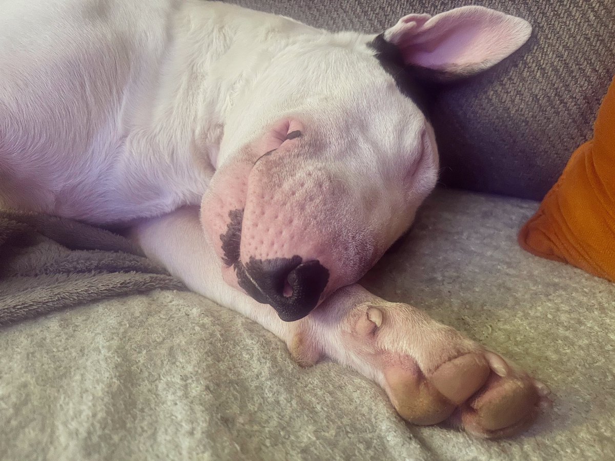 Getting through the week like… 😴 If only we were as adorable as Hunter though! 🥺 

This handsome boy is available for adoption and is a total couch potato! He is fully house-trained, loves making new friends, and sharing a cup of tea! ☕️💗