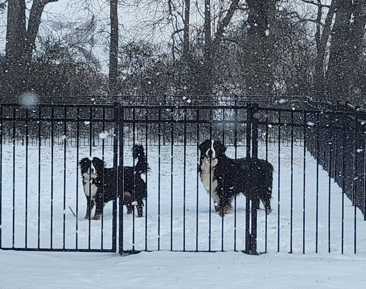 b_delong9's tweet photo. @wxornotBG My mountain dogs are loving the extra snow this morning. Me, not so much. https://t.co/yn6fkicLW5