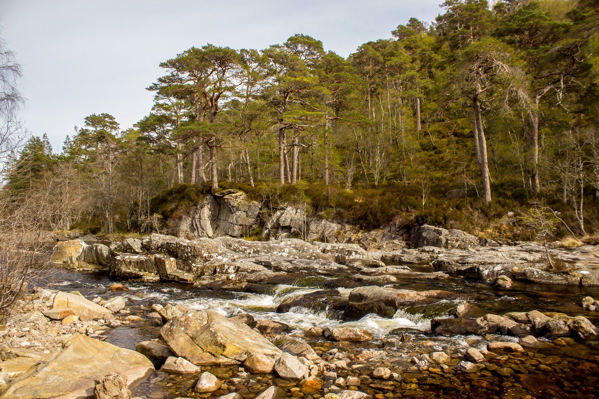 ScotRewilding's tweet photo. ✅ The Scottish Government’s new Natural Environment Bill is a welcome effort to set Scotland on the course to nature recovery through statutory targets.

❓ But since first proposed, it has lost an overarching purpose for National Parks to restore nature, as well as new legislation around deer management. It provides a framework for nature restoration targets - but so far, without the detail we need to know if it will lead to the recovery of Scotland’s land and seas.

⏱️ 2030 -  a critical year for the government’s nature ambitions -  is now just five years away. We need clear, ambitious and updatable targets. We need legislation that prioritises ecological restoration.

➡️ Read more here: https://t.co/rJIFAhrJUE

#rewilding #scotland #ecologicalrestoration

📷 Marieke Peche