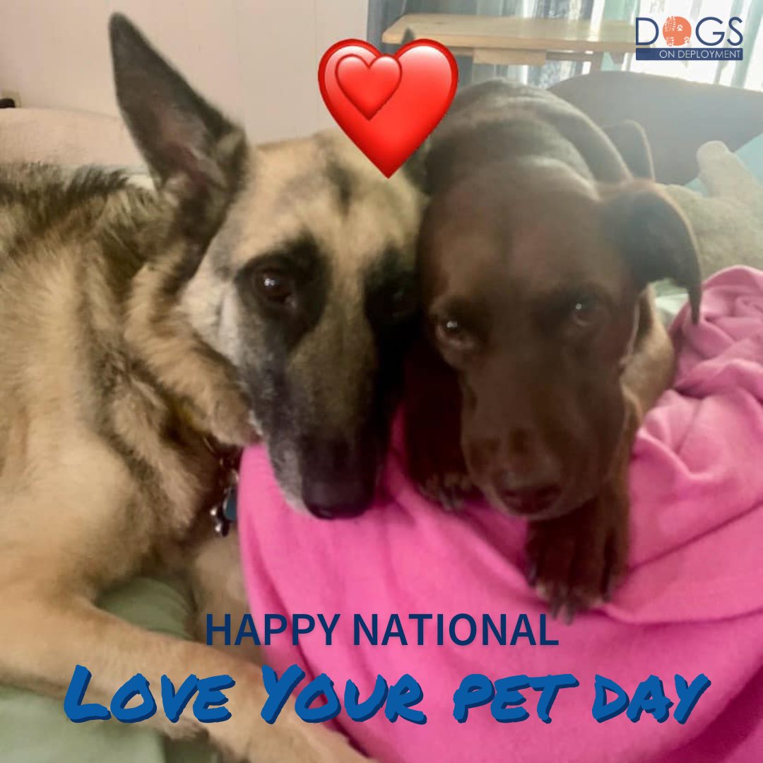 DogsonDeploymnt's tweet photo. Happy #LoveYourPetDay! 🐾 What do you LOVE most about your pet? ❤️
📷: Samantha & Nala, beloved military pets currently staying with a foster through Dogs on Deployment's Hero Pet Boarding Network.
#DogsonDeployment #HeroPetBoardingNetwork #DoDBoarder #MilitaryPets #petlovers https://t.co/IGjiXPbJgO