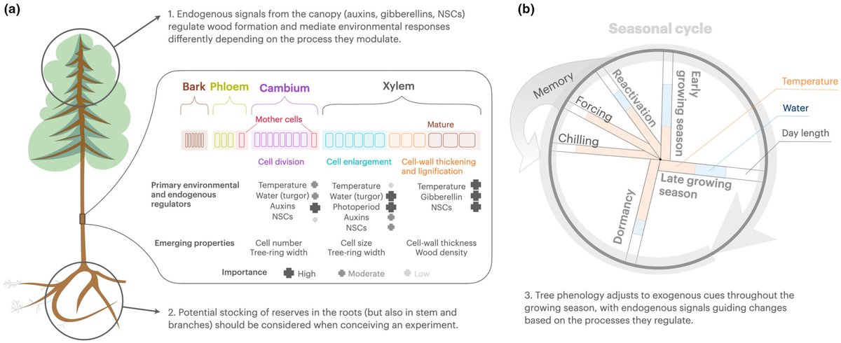NewPhyt's tweet photo. #Viewpoint: From division to ‘divergence’: to understand #wood growth across #timescales, we need to (learn to) manipulate it

Valentina Buttò, Drew Peltier &amp; Tim Rademacher
👇

📖 https://t.co/26wWi7Yf9J

#LatestIssue @wileyplantsci https://t.co/sHwlEdLDkY
