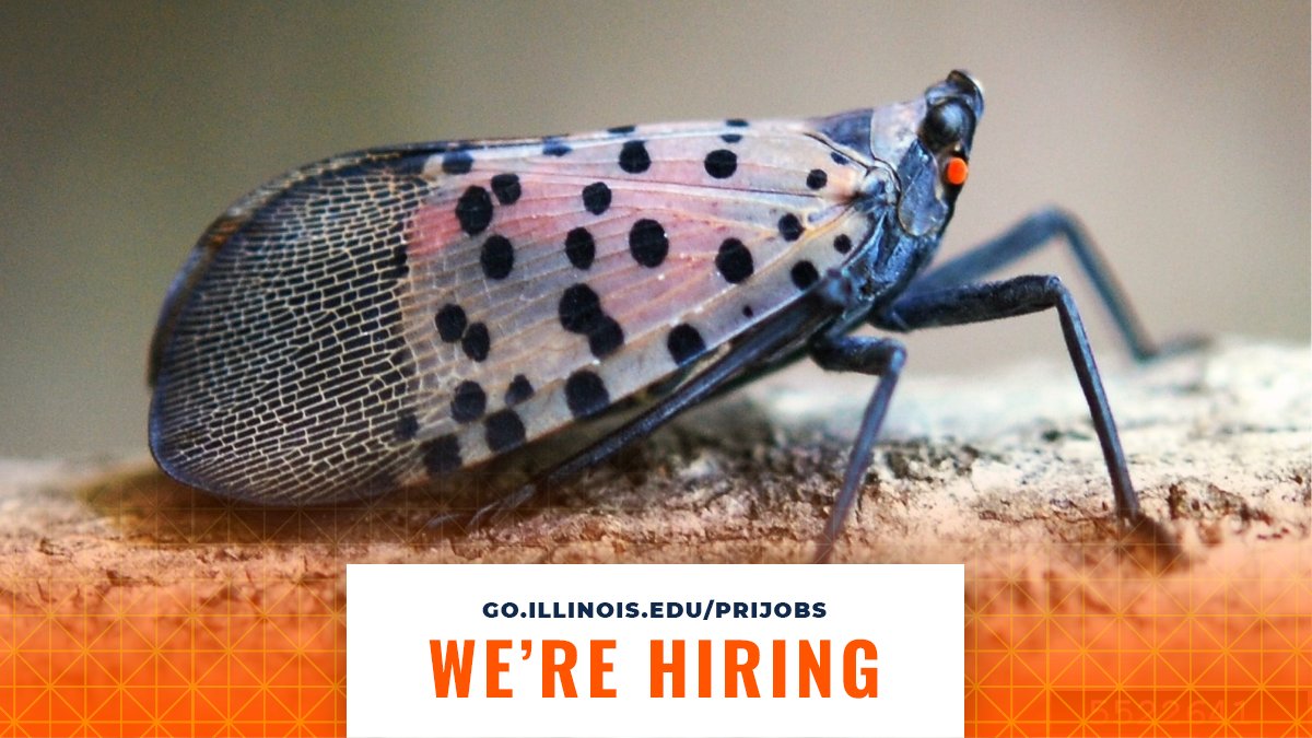 Prairie Research Institute (@prairieresinst) on Twitter photo 🦗 Seasonal Insect Survey Technician – work with <a href="/ILPestSurvey/">Kelly Estes</a> and <a href="/INHSillinois/">Illinois Natural History Survey</a>! Travel across Illinois monitoring corn & soybean pests, conduct lab work, and contribute to agricultural pest research. Apps due March 9, 2025. 👉 Find the link to apply in the thread! 🦗 Seasonal Insect Survey Technician – work with <a href="/ILPestSurvey/">Kelly Estes</a> and <a href="/INHSillinois/">Illinois Natural History Survey</a>! Travel across Illinois monitoring corn & soybean pests, conduct lab work, and contribute to agricultural pest research. Apps due March 9, 2025. 👉 Find the link to apply in the thread!