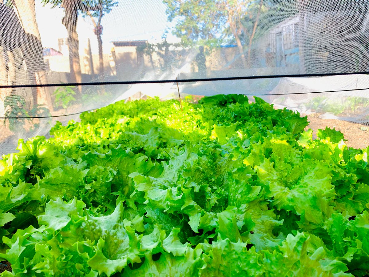 [#ACTIONVERTE#]
Dans le cadre de notre initiative Mercredi Vert, nous avons eu le plaisir de retrouver les enfants dans le jardin École Verte pour une session de repiquage d’une nouvelle variété de plantes.
#EngagementCommunautaire