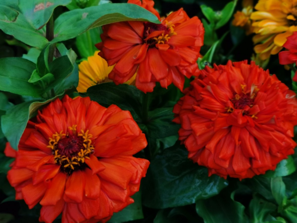 May39502446's tweet photo. #flowers #nature #Guangzhou #Guangdong #China #flower #cuteflower #cuteflowers #iloveflower #iloveflowers #plants #leaves #floral #blossom #blossoms #rose #autumn #winter #spring #summer #plant #garden #photography https://t.co/6Q9PvsfLg8